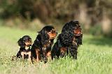 CAVALIER KING CHARLES 709